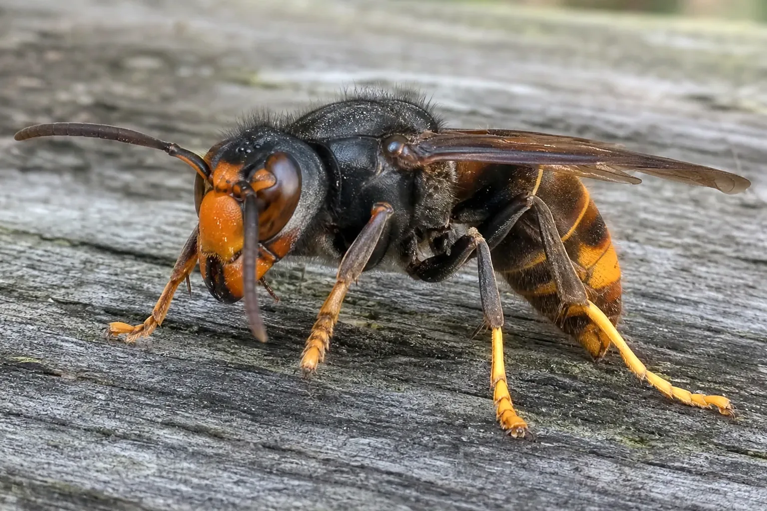 Avispa asiática (Vespa velutina) en detalle