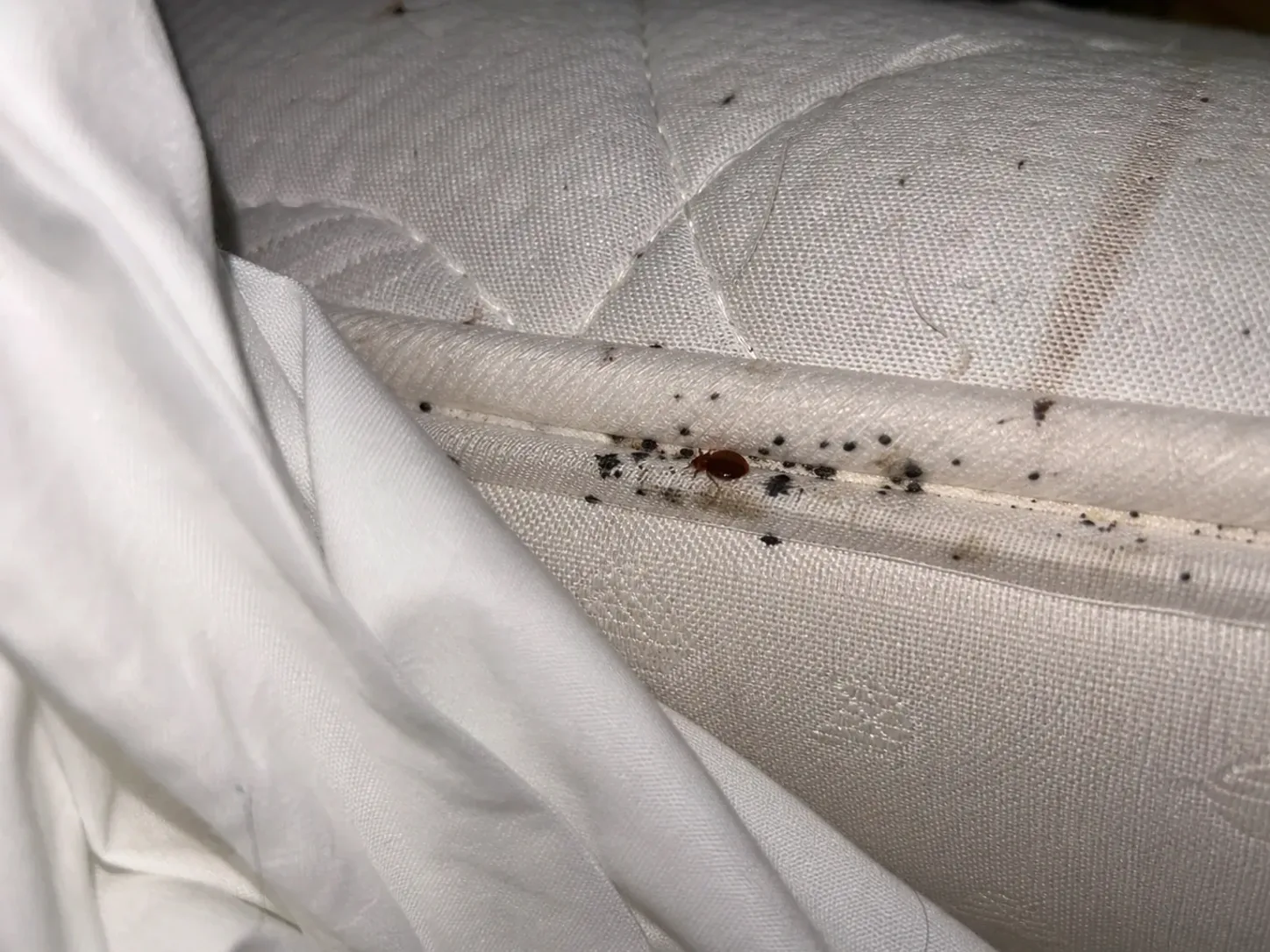 Picaduras al despertar: chinches, pulgas o mosquitos