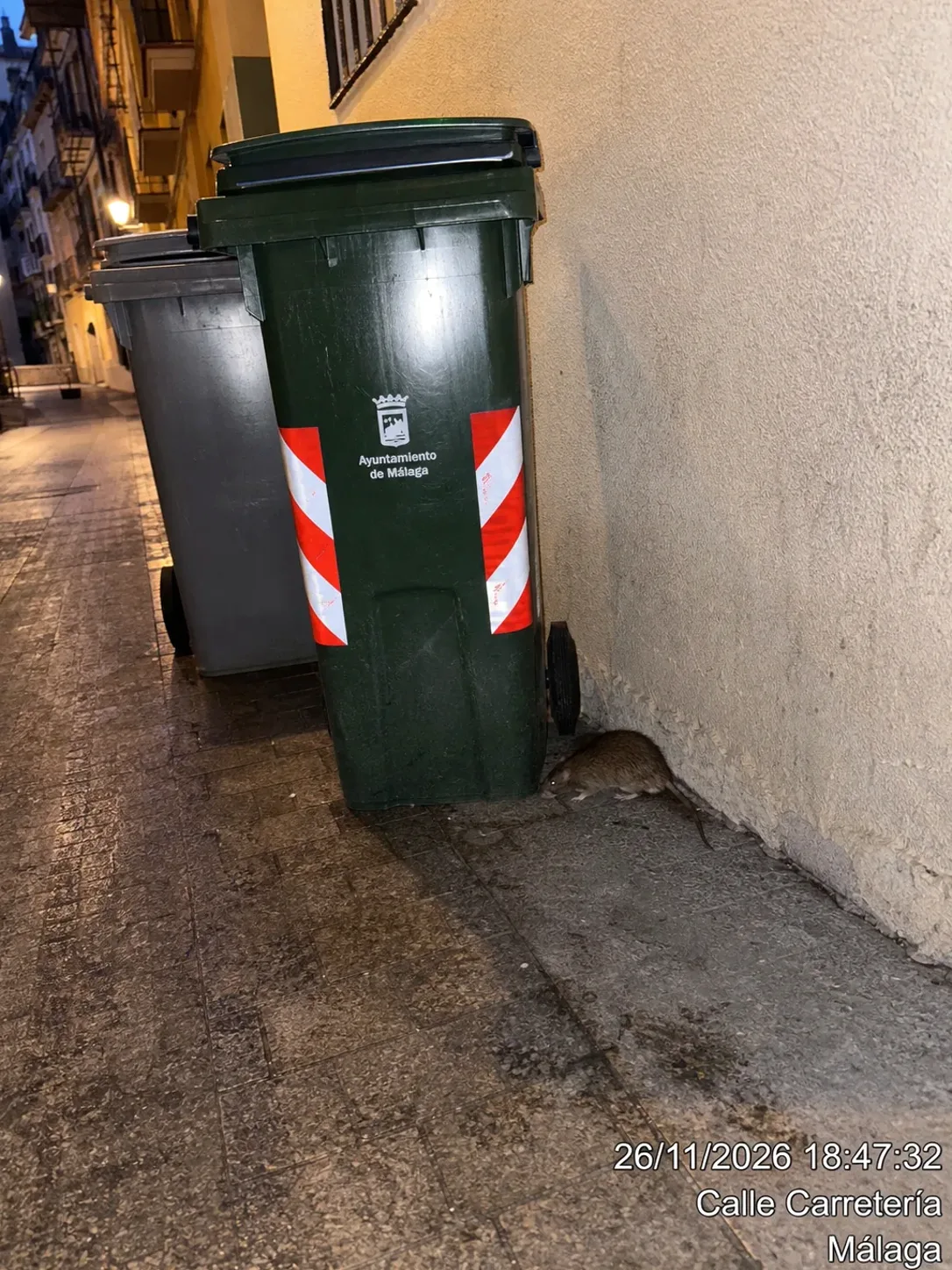 Ruidos en el techo de noche: cómo saber si son ratas
