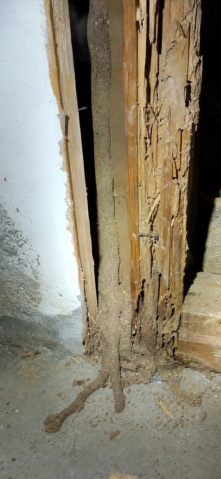 Tratamiento antitermitas en Ripollet: inspección de madera afectada