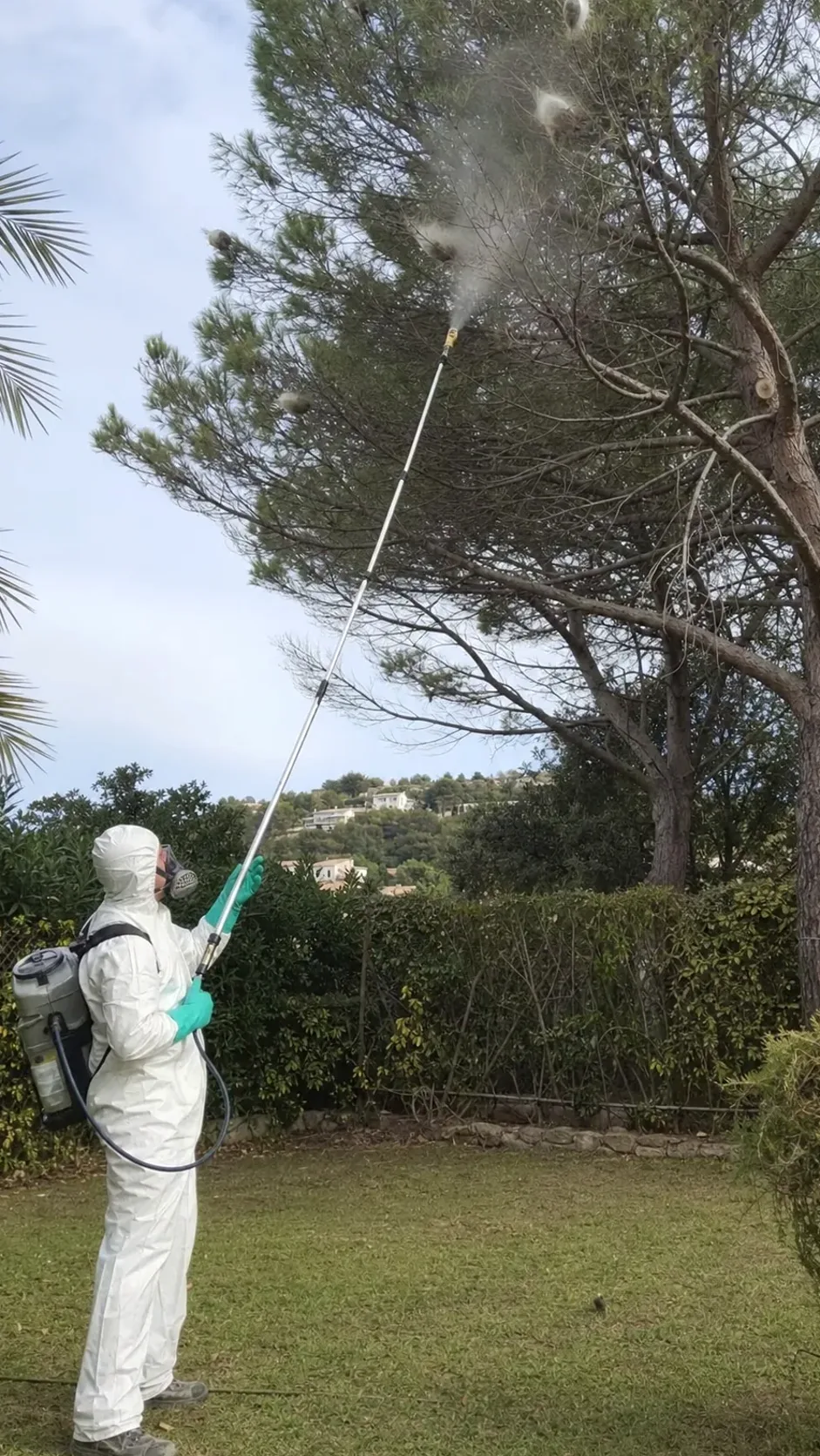 Tratamiento de la procesionaria en Ripollet — RipolPlagas